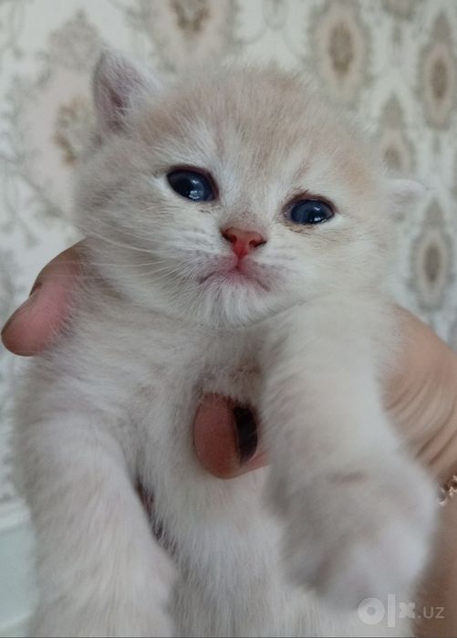 Мушукчалар. Котята. Британец золото
