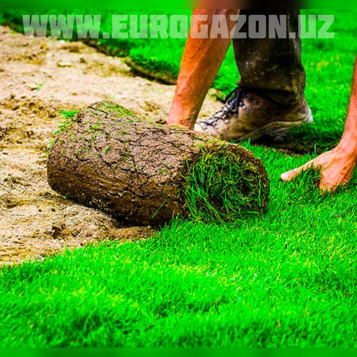 рулонные газоны от компании eurogazon.uz