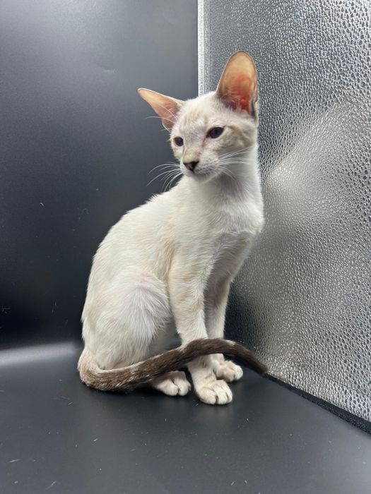 Котята Петерболды