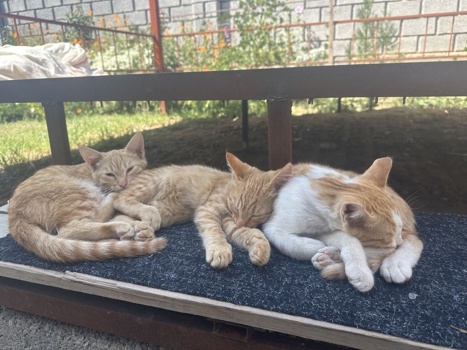 Котята бесплатно