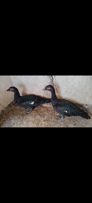 Изумрудный самец индаутки