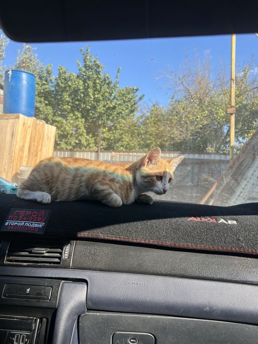 Отдам кота даром