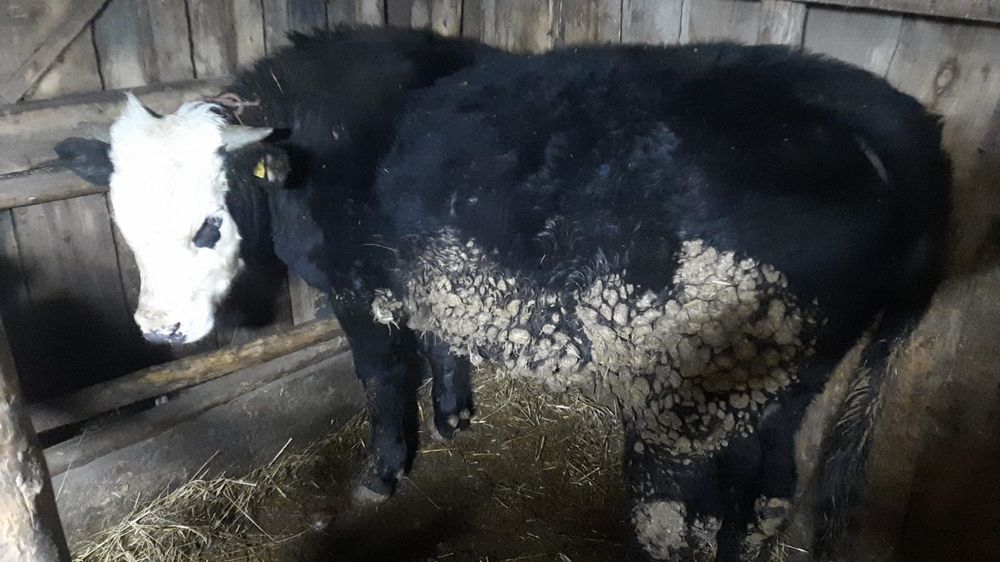 Продам  жирные быки