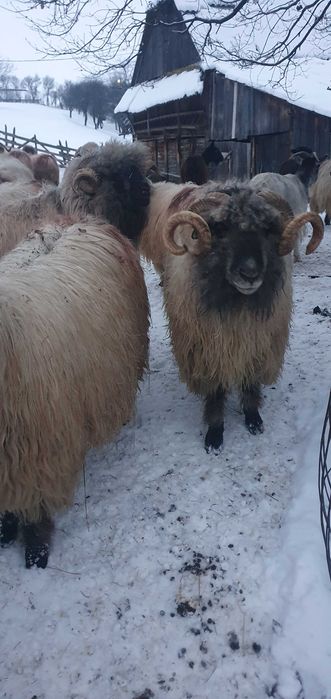 Vand 2 berbeci bucălăi