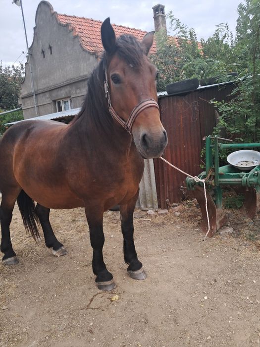 Vând iapa de șapte ani