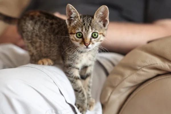 Котятки ищут дом