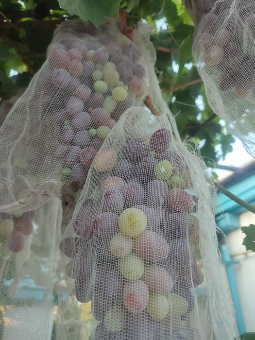 Продаются овощи и фрукты