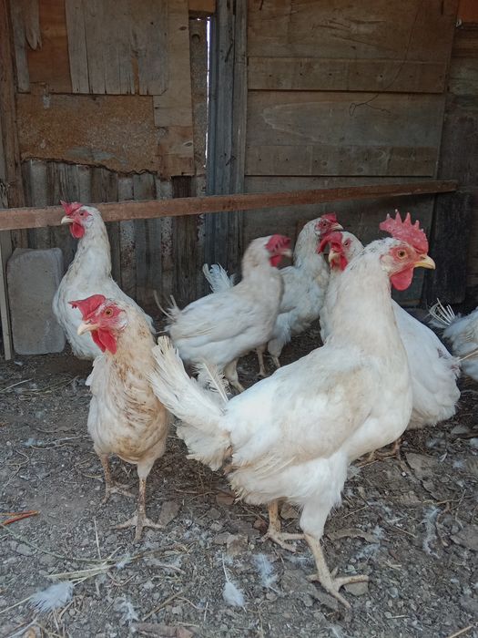 Продам куры.     .
