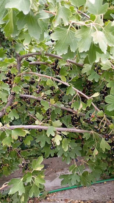 Продам два дома.