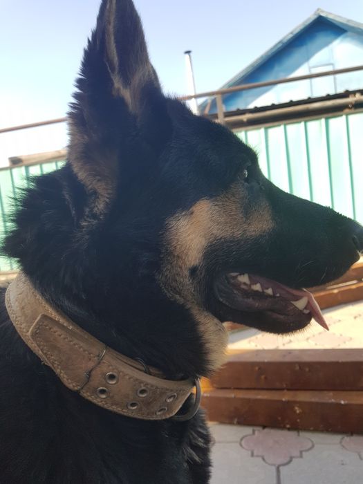 Отдам в хорошие руки