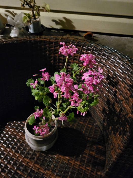 Герань разного цвета