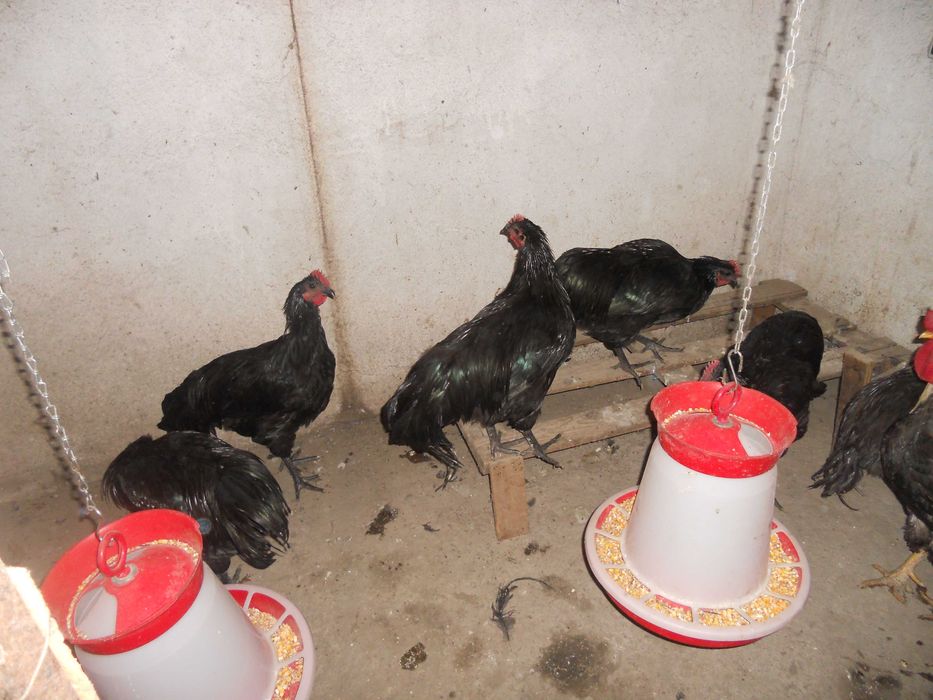 cocosi  australorp