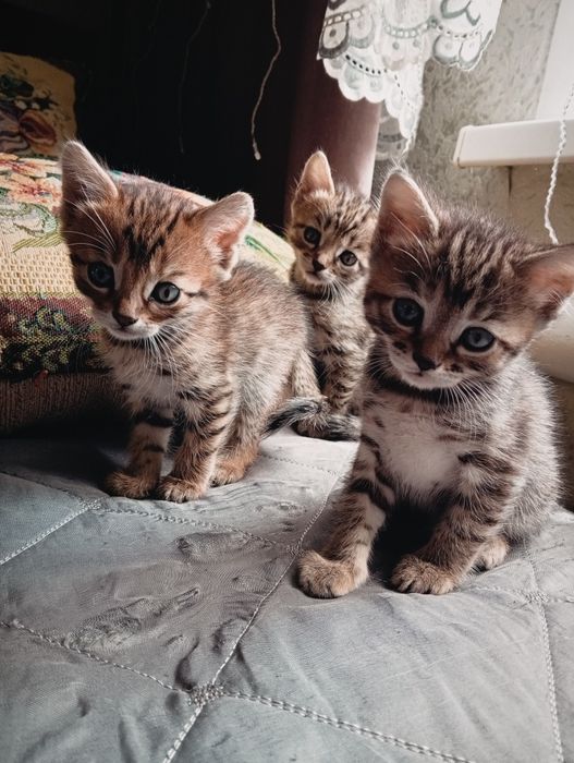 Бенгальские котята
