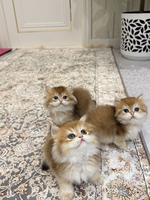 На продаже золотая шиншилла девочка