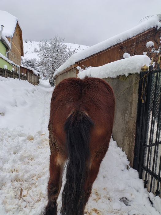 Disponibilila mânza.