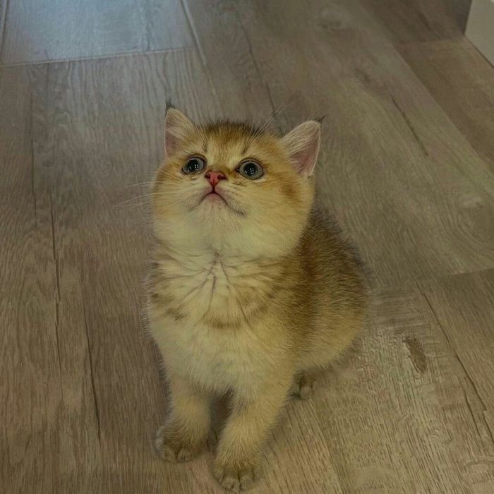 British shorthair băiețel