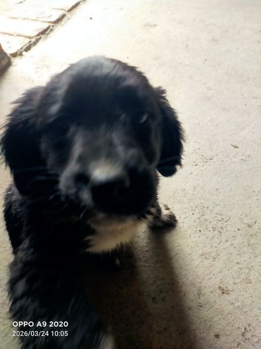 Продам щенка спаниель девочка