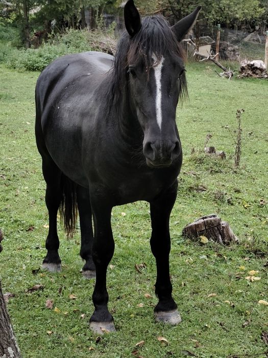 Vând mânz de 2 anii metis de frizian
