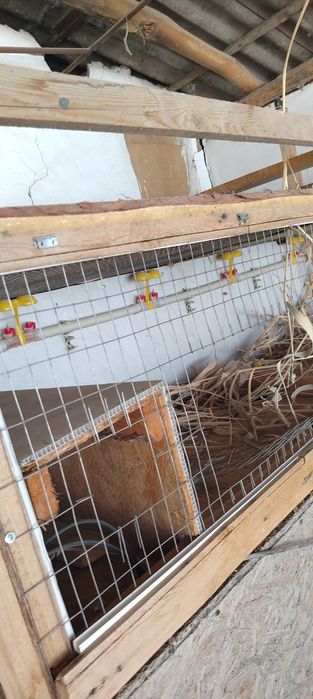 Брудер для цыплят.