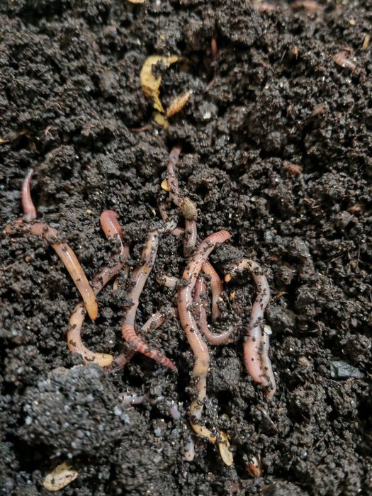 Черви для рыбалки дендробена