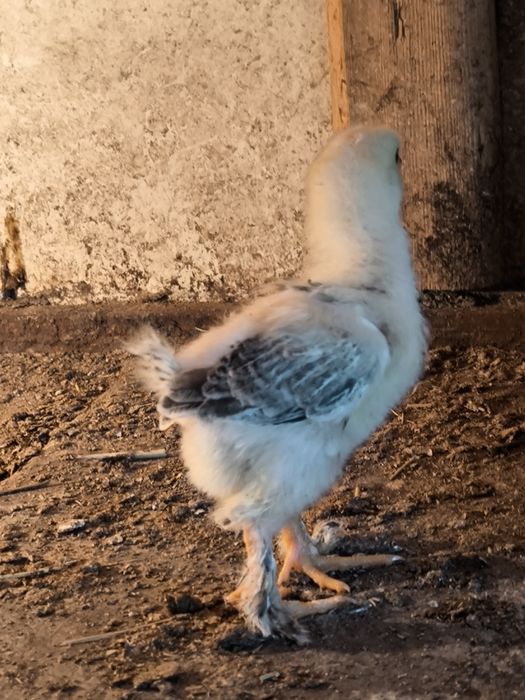 Продам цыплят породы брама