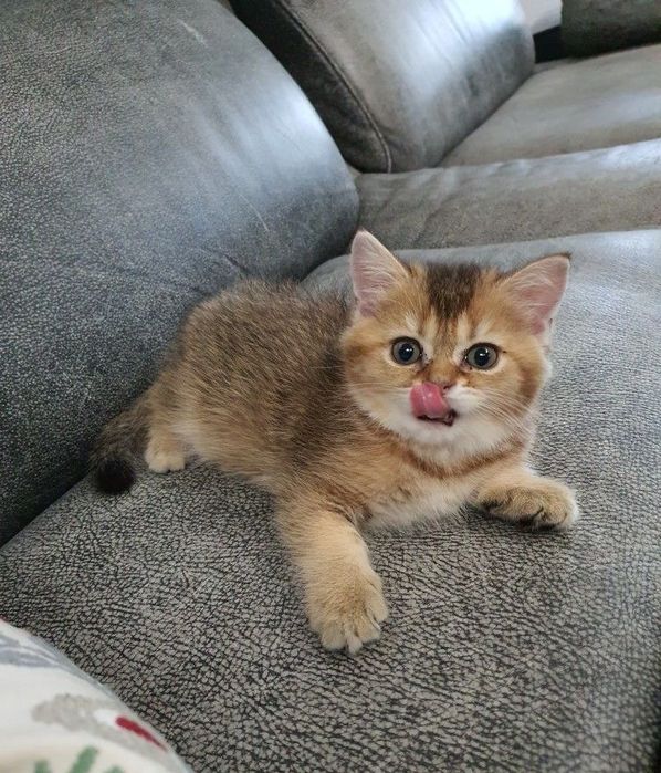 British shorthair băiețel