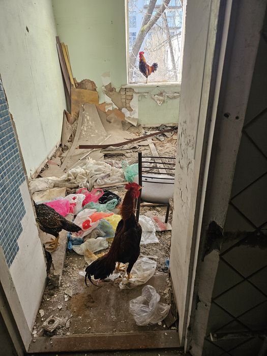 Dakan xoʻroz sotiladi