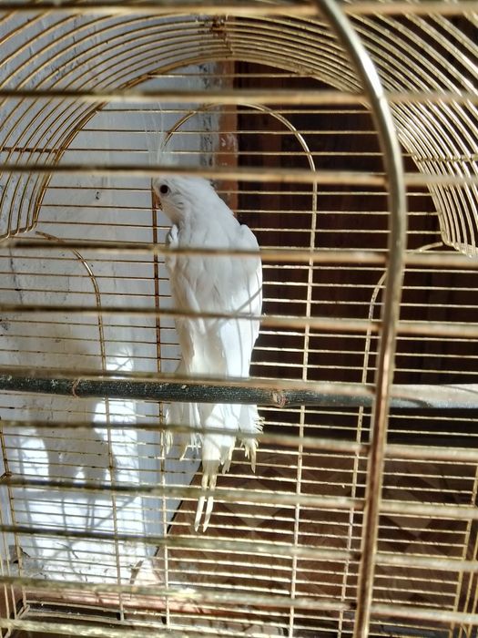 Папугаи .Корела  без .щекий