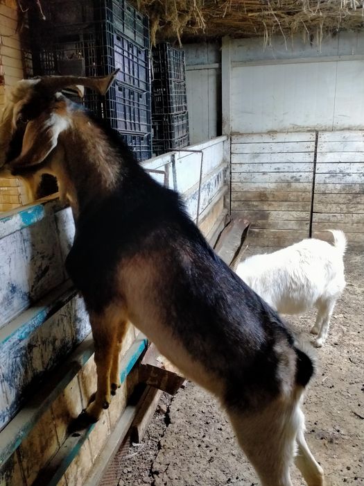 Продам козла производителя