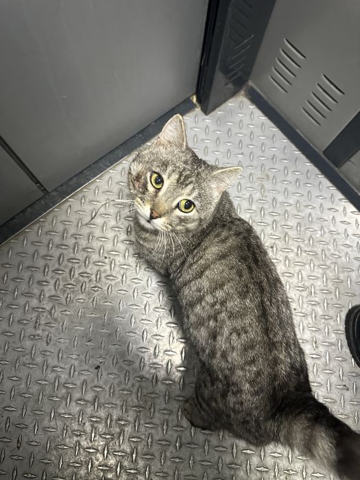 Кот в добрые руки