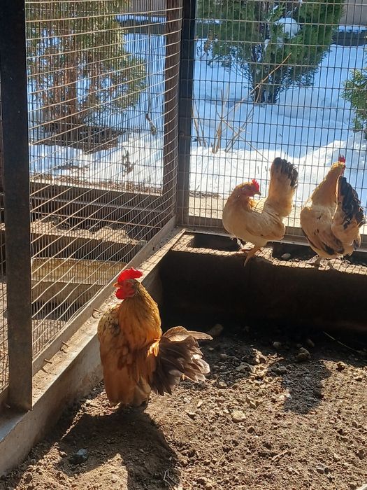 Продам  карликовых кур порода серама