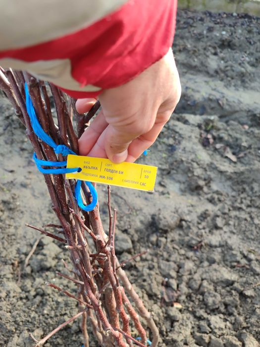 Дръвчета ябълки различни острови останали от моята градина