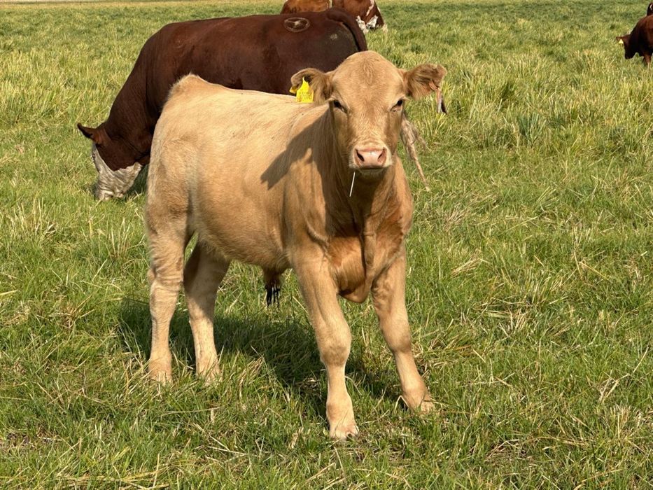 Продам подсосных телят