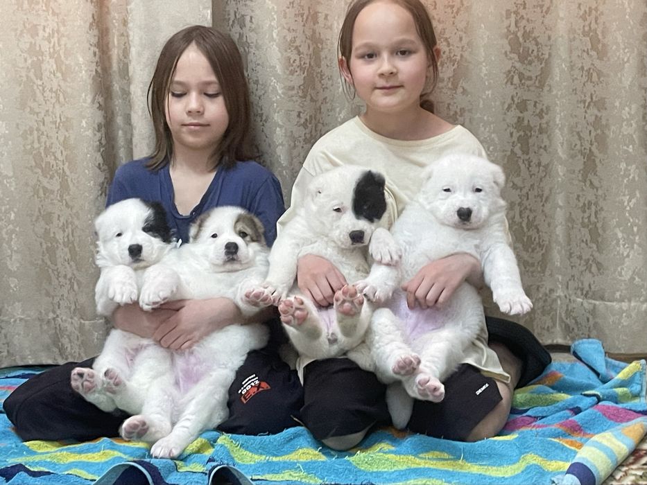 Продам шикарных алабайчиков ( девочки)