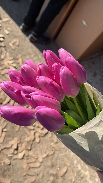 Беларусь тюльпаны премиум качество