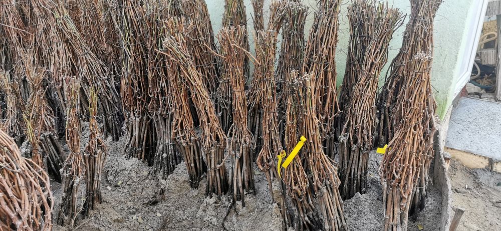 Butasi vita de vie direct de la producător