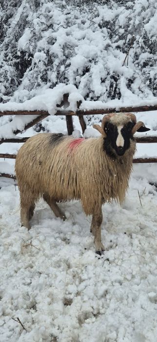 Noatini de vânzare din părinți buni