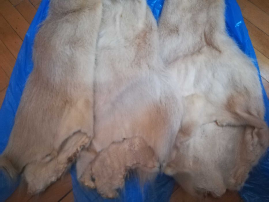 Blanite Nutrie intregi