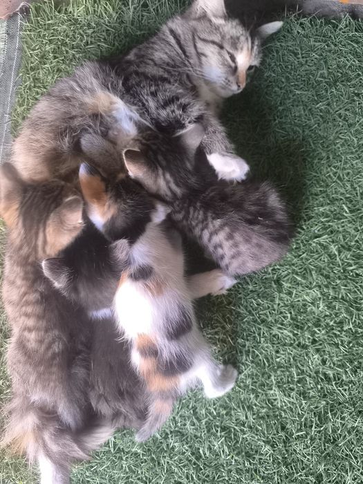 Отдам котят в хорошие руки
