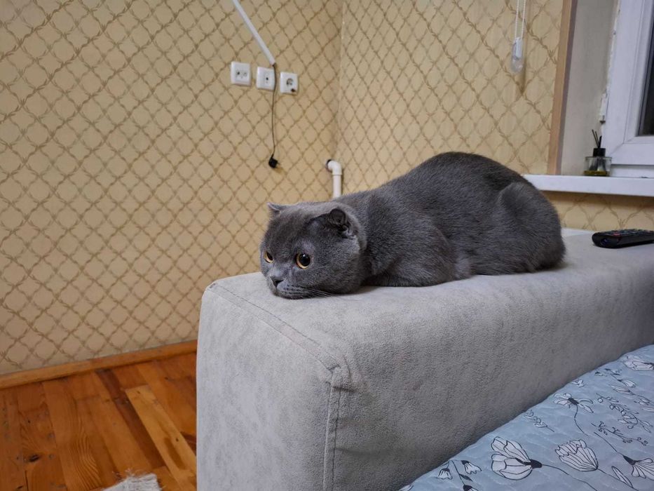 Британские котята