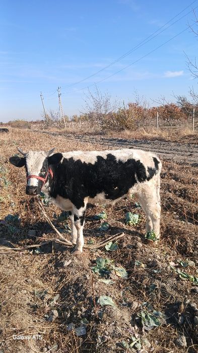 Новослар сотилади месни