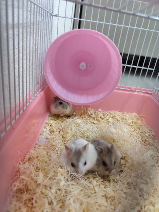 3 hamsteri + cușca cu toate accesoriile