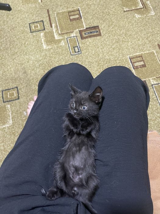Отдам котят в добрые руки
