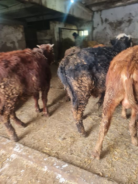 Продам бычков годовалый,