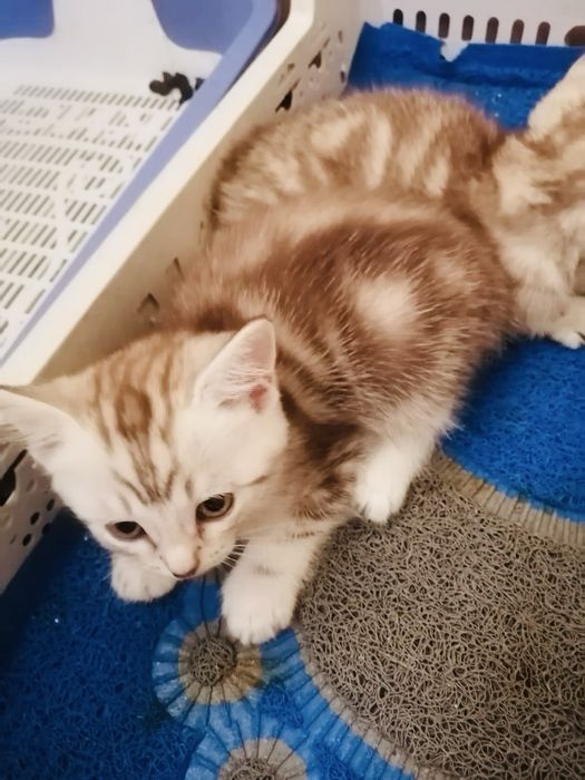 Продам шикарных шотладских котят