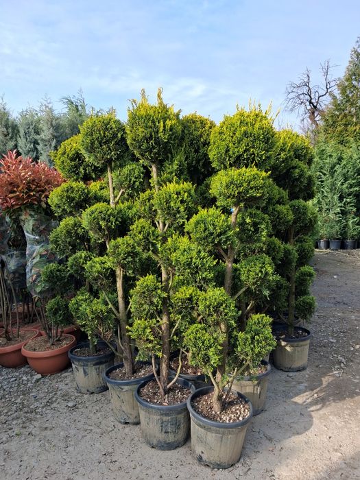 Vindem plante ornamentale preț bun transport gratuit ne deplasam în toată țara