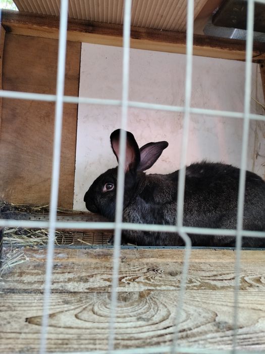 В продаже кролики