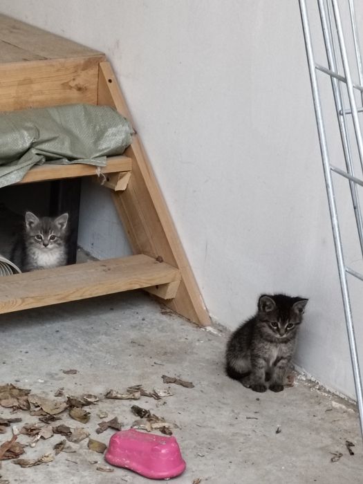 Отдам миленьких котёнок