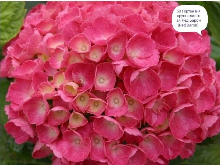 Продам гортензии