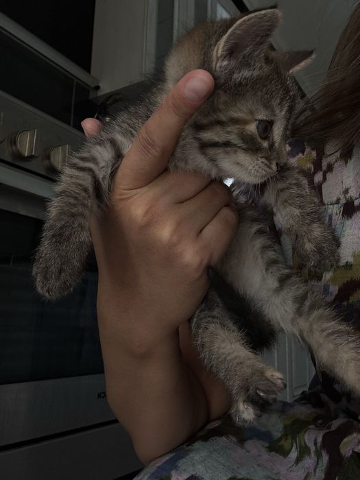 В добрые руки котика